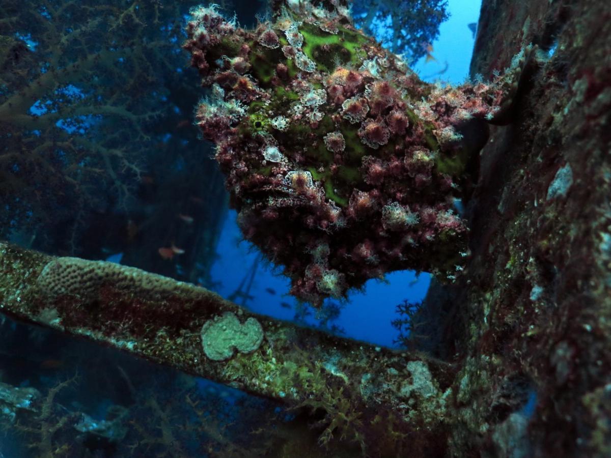 Exodus & Dive Center Albergue